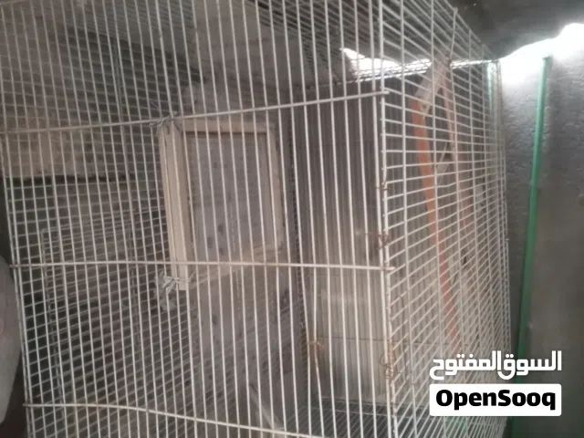 قفص بلابل بي مجال