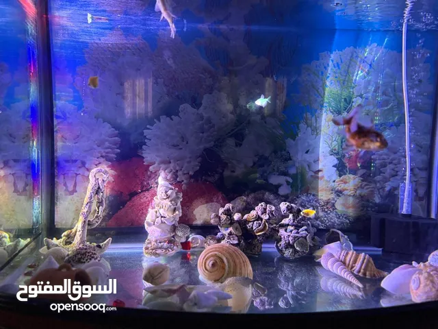 حوض السمك استعمال نضيف ماشاءالله