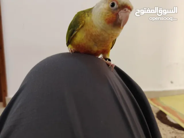 السلام عليكم ببغاء كنيور لون اناناسي ربي يبارك