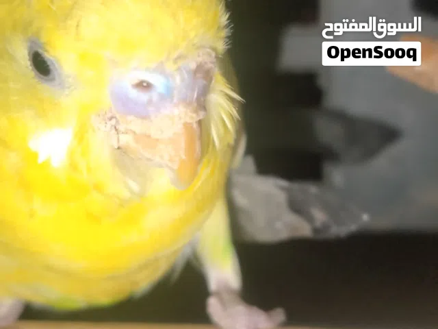 بادجي ذكر رقم واحد