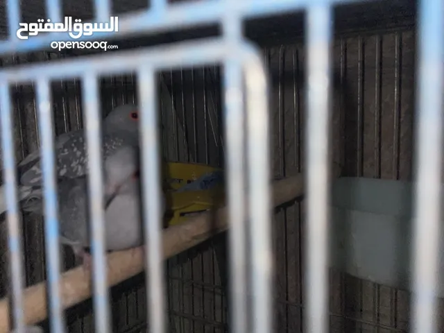 جوز حمام ماسي