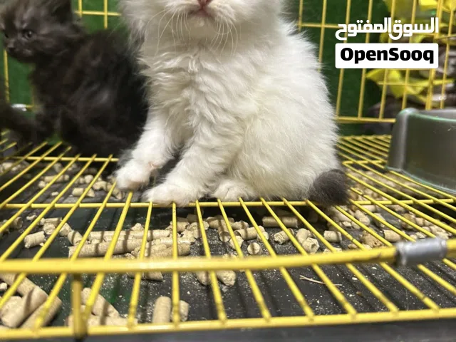 قطط دباديب