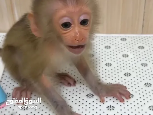 Baby Capuchin Pigtail Monkeys Available Now For Sale