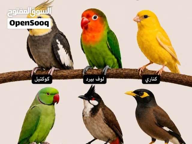 نشتري جميع الطيور أليفه