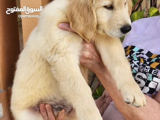 كلاب للتبني في دبي : جميع الأعمار