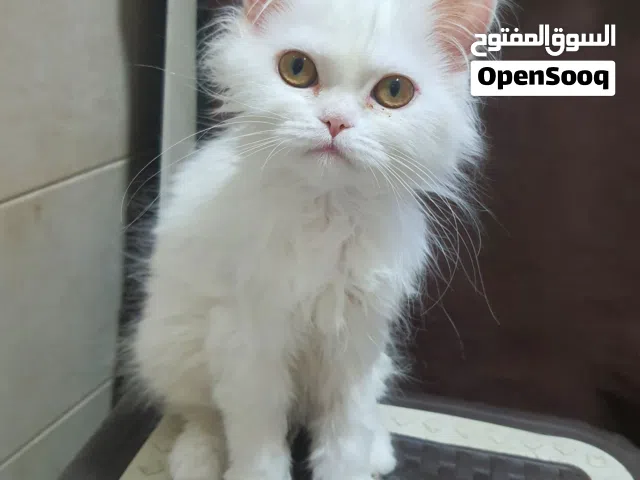 قطط شيرازى بيور للبيع
