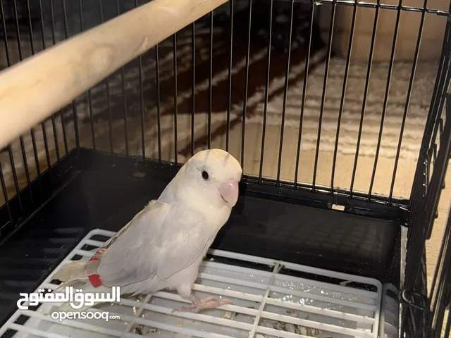 للبيع طير روز نص ولافه لون مميز طفره بنفسجي