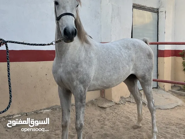 Pure Arabian Mare Horse Female blue color 2 years very good papers