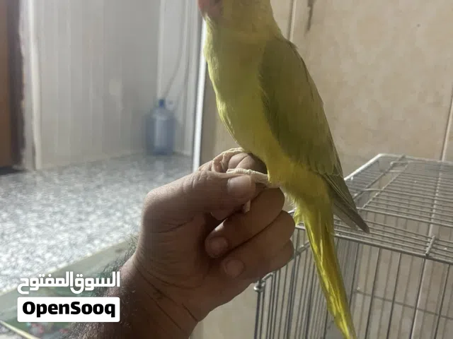 ببغاء الدره جبتهه من عمرهه يوم حاليا عمرهه 8اشهور