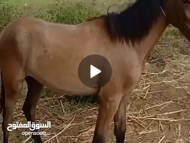 انثى خيل للبيع، عمرها سنه مشاء الله، مافيها اي شيء،سليمه وقويه