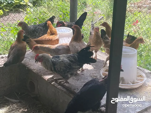 دجاج عماني للبيع.