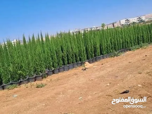 سرو توتم إيطالي الأصلي