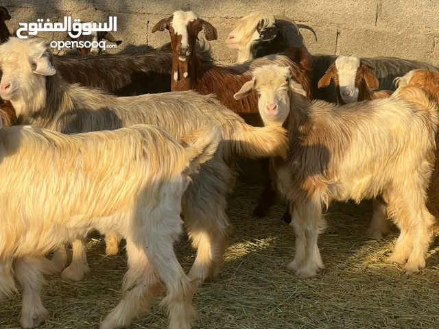 اغنام عمانيات مع تيسهن من قطيع واحد كلهن مصدرهن موثوق اغلبهن عشرات وبعضهن محادير جاهزات كل شي سليم