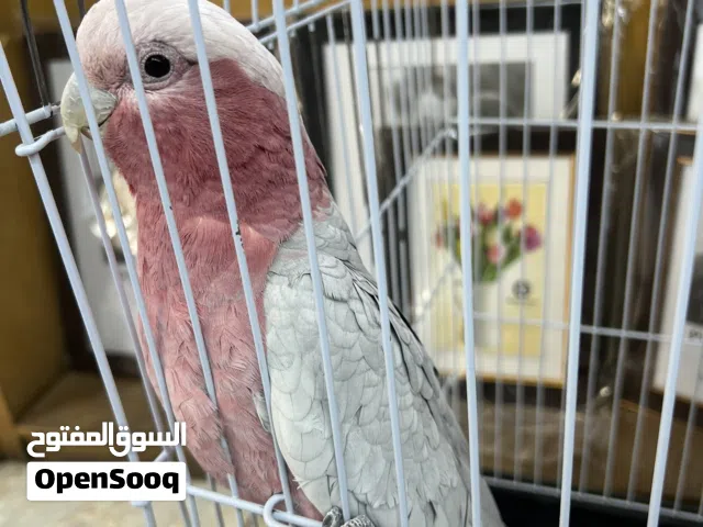 ببغاء كوكاتو جالا