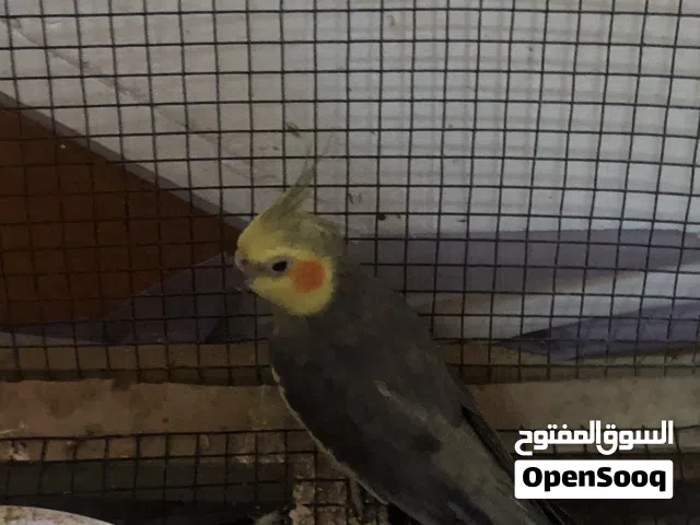ببغاء كوكتيل