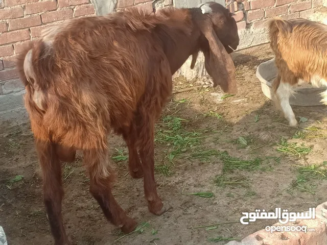 جدي قبرص كاسر 4 نار في الدروبه