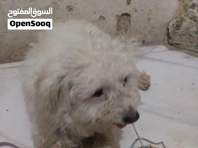 كلب زينه فرنسي بسعر مغري