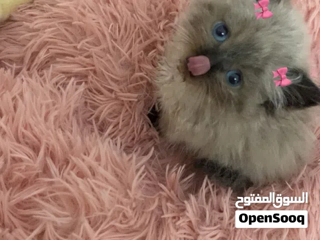 قطه همالايا بيور