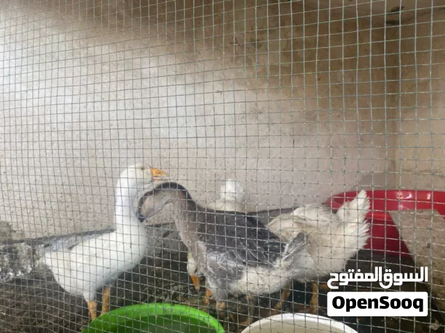 بطوط كوبرا  نشطات