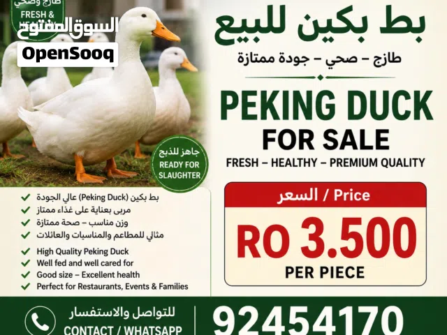 Chicken Duck Rabbit best and fresh from the Farm