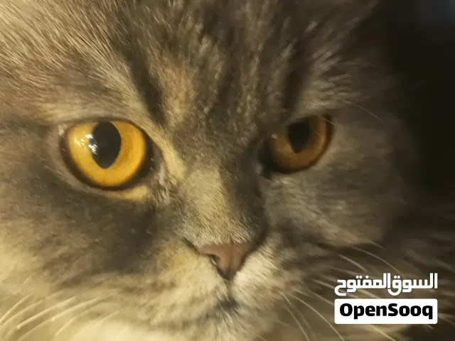 قطط للبييع