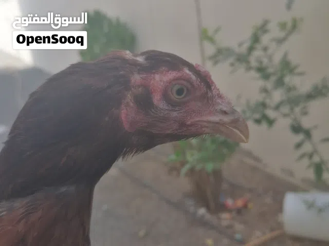 دجاج باكستاني