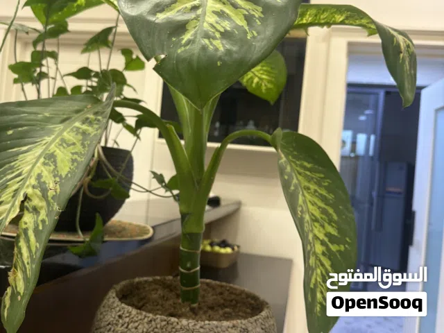 نبته Dieffenbachia