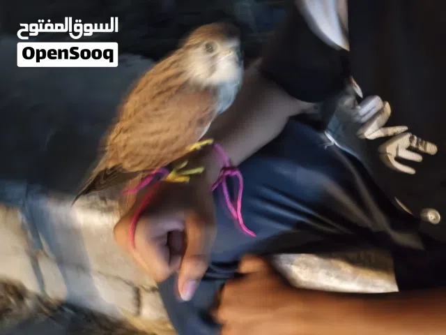 حي سومر  رسني وتدل