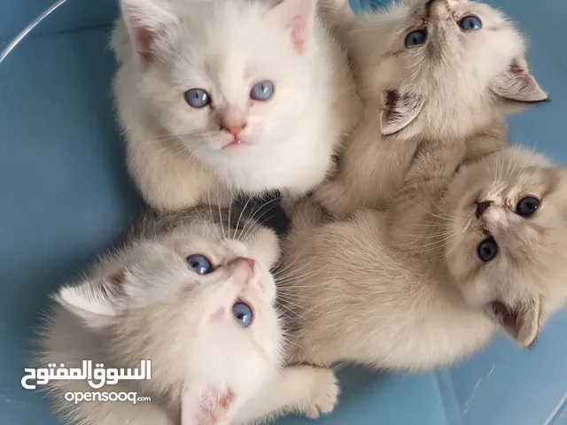 قطط بلو بوينت صافى عيون زرقاء عمر 49 يوم