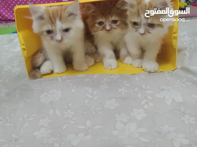 fluffy ragdoll kittens