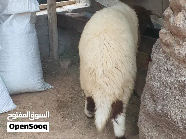 السلام عليكم خروف ماشاء الله. سعي السلوق ماشاء الله مد. وقفاء وفتحه قرن ماشاء الله، طرابلس زناته