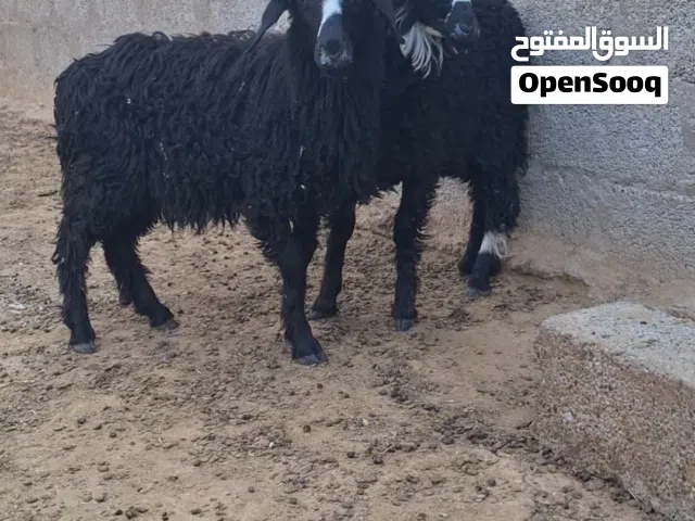 كباشه للبيع