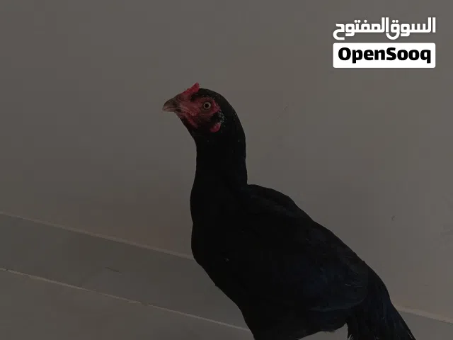 دجاجه باكستاني اصل