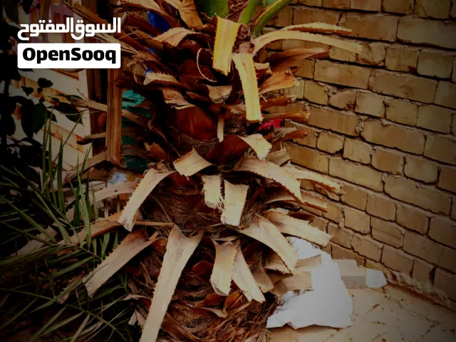 نخله مكسيكية عمر 6_7 سنوات