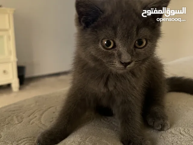 قط سكوتش 3 اشهر للبيع في القطيف