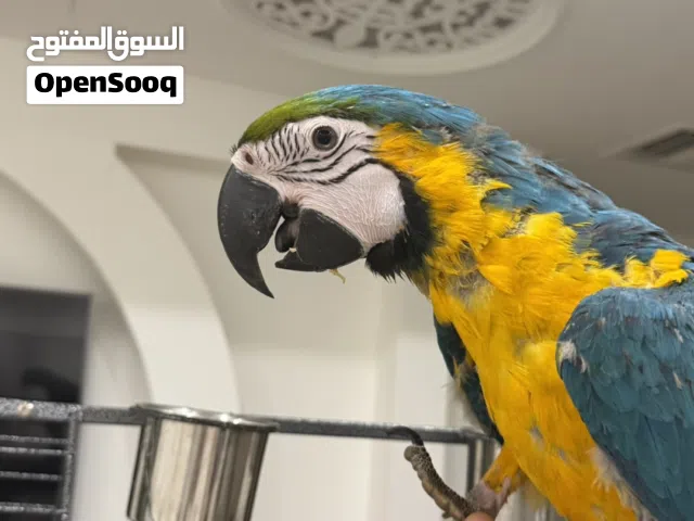 للبيع مكاو بلو اند قولد