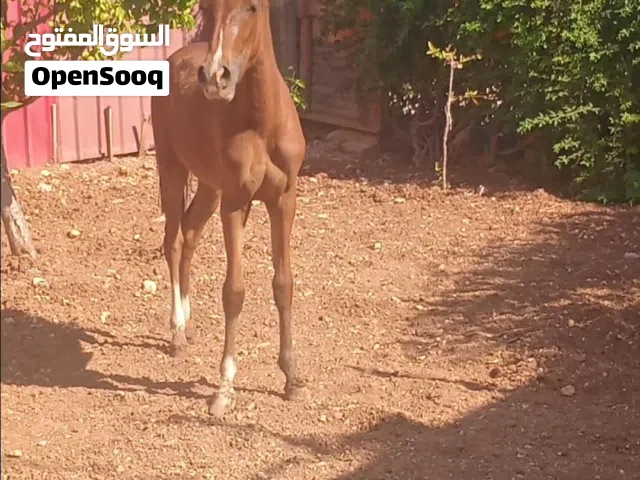 مهره عمرها سنه محجل بثلاث راثمه