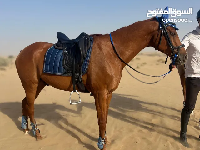 Gelding 165cm 2012 Jumping