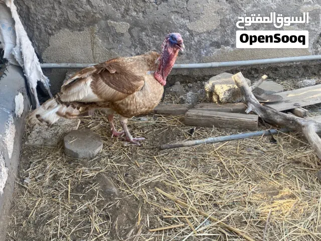 ديك روميًًيي