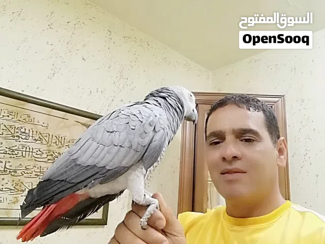 بسم الله ماشاء الله ببغاء كاسكو مزرعه حجل فضي متكلم