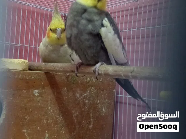 cocktail 100% breeder pair