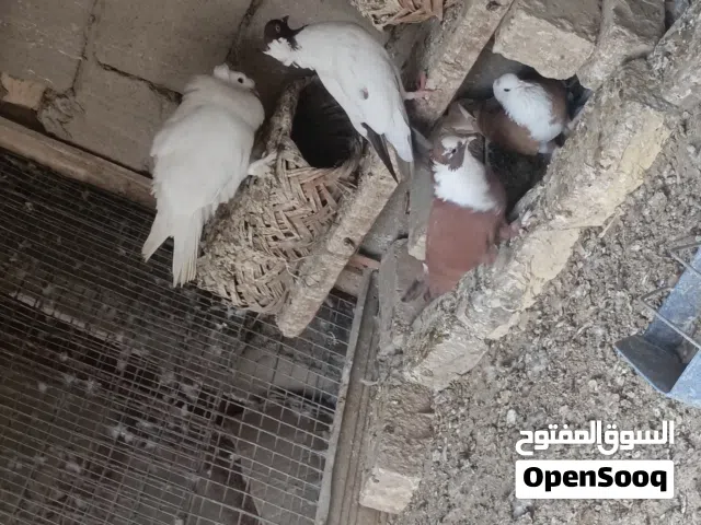 طيور البصره