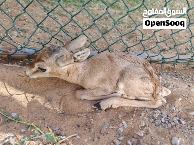 غزلان للبيع