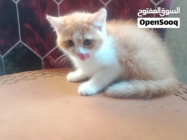 قطه للبيع شورت هير عمرها شهرين