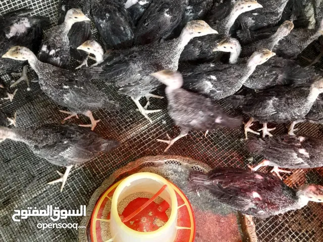 طيور دجاج رومى
