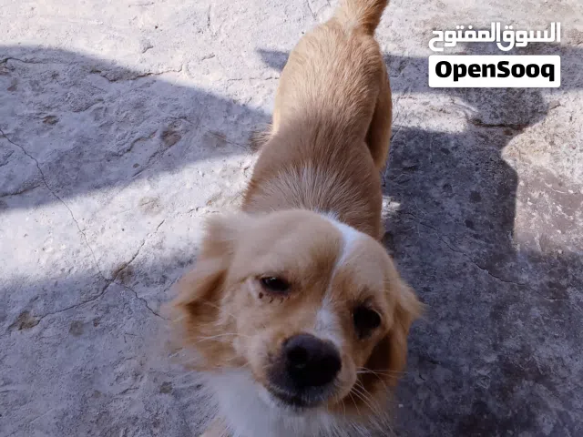 لبيع كلب لولو فوكس