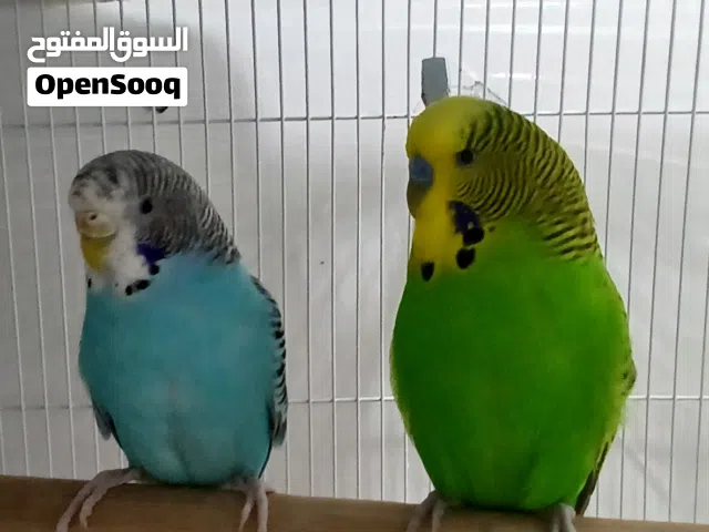طيور بادجي جوز