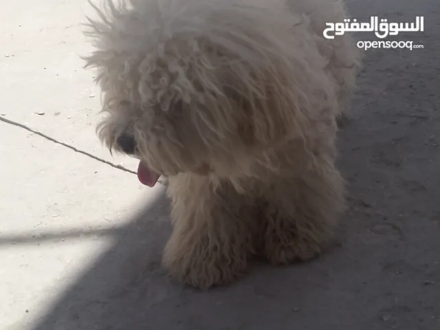 الكلب للبيع بداعي السفر وعدم التفرغ