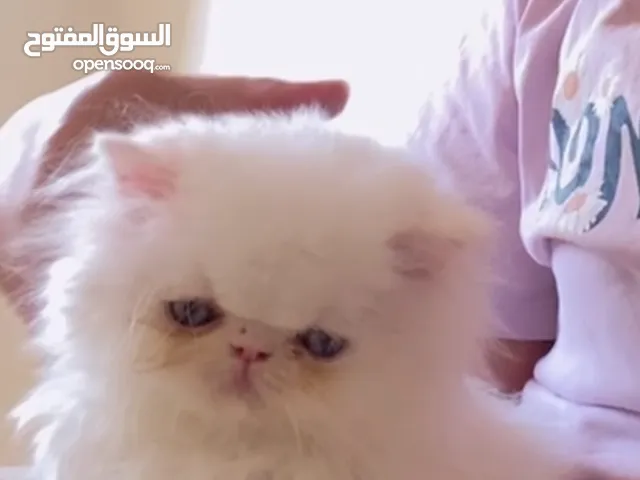 Persan picky face blanc للبيع