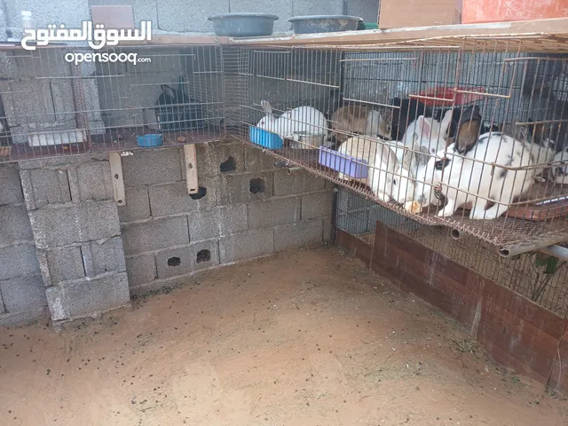 مشروع ارانب للبيع